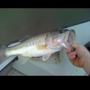 Meet your Posher, Bill